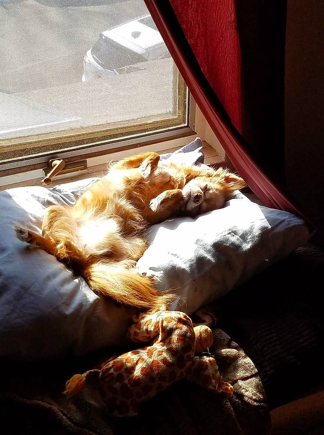 Stewart is registered to the contest to win money with this photo: bedding, brown, carnivore, cat, comfort, companion_dog, dog_breed, duvet, fawn, felidae, linens, mammal, small_to_medium_sized_cats, sporting_group, tail, tints_and_shades, toy, whiskers, window, wood