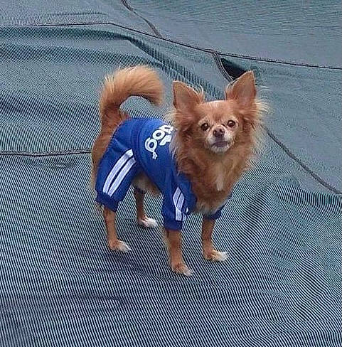 Stewart is registered to the contest to win money with this photo: canidae, carnivore, chihuahua, companion_dog, dog, dog_breed, dog_clothes, dog_supply, electric_blue, fashion_accessory, fawn, fur, hood, paw, snout, spitz, sporting_group, tail, toy_dog, wing