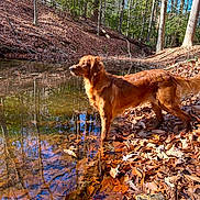 Dixie is registered to the contest to win money with this photo: animal, autumn, brown, canine, creek, daylight, dog, forest, fur, golden_retriever, landscape, leaves, nature, outdoor, reflection, standing, sunlight, trees, water, wilderness