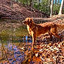 animal, autumn, brown, canine, creek, daylight, dog, forest, fur, golden_retriever, landscape, leaves, nature, outdoor, reflection, standing, sunlight, trees, water, wilderness