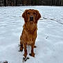 Dixie is registered to the contest to win money with this photo: animal, brown, canine, cold, daytime, dog, forest, fur, golden_retriever, landscape, nature, outdoor, paw_prints, pet, quiet, serene, sitting, snow, trees, winter