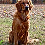 animal, autumn, calm, canine, daytime, dog, field, friendly, fur, golden_retriever, grass, leaf, looking_away, mammal, nature, outdoor, pet, portrait, sitting, tree