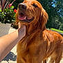 Dixie is registered to the contest to win money with this photo: animal, canine, close_up, daylight, dog, flowers, fur, golden_retriever, greenery, hand, happy, nature, outdoor, pet, portrait, relaxed, scratching, summer, sunny, tongue