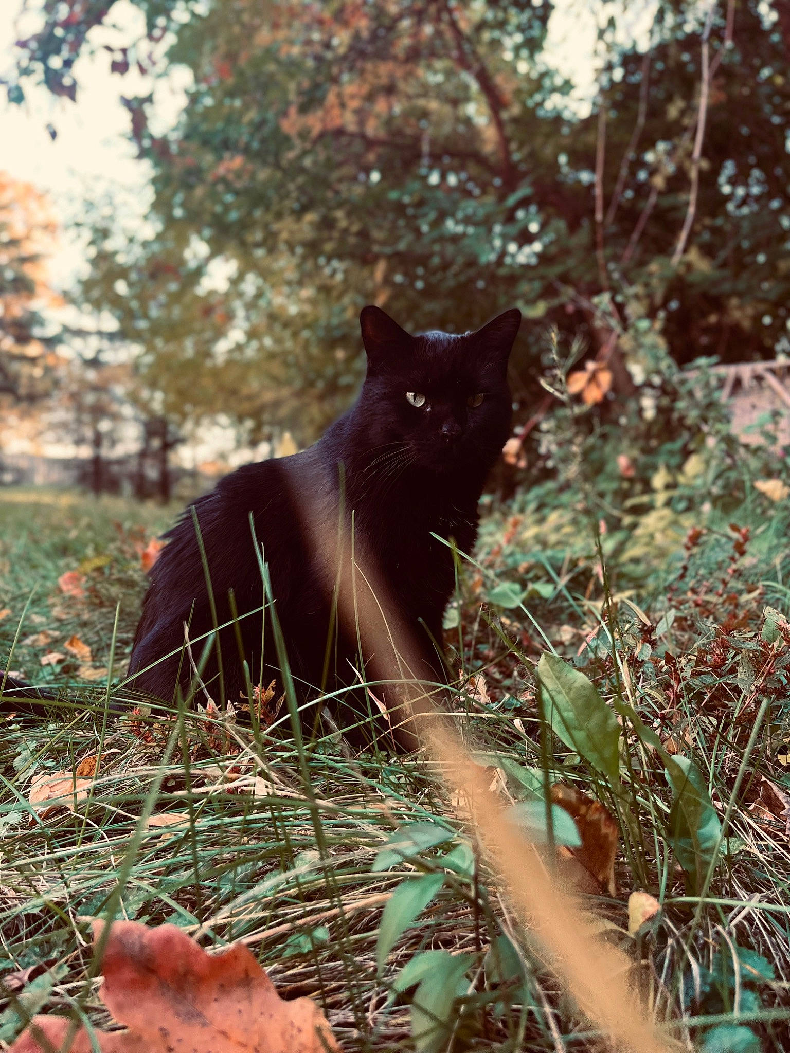 Phil joined the competition — help win amazing prizes! black_cat, bombay, carnivore, cat, domestic_short_haired_cat, felidae, fur, grass, groundcover, plant, small_to_medium_sized_cats, sunlight, tail, terrestrial_animal, tints_and_shades, tree, trunk, twig, whiskers, wood