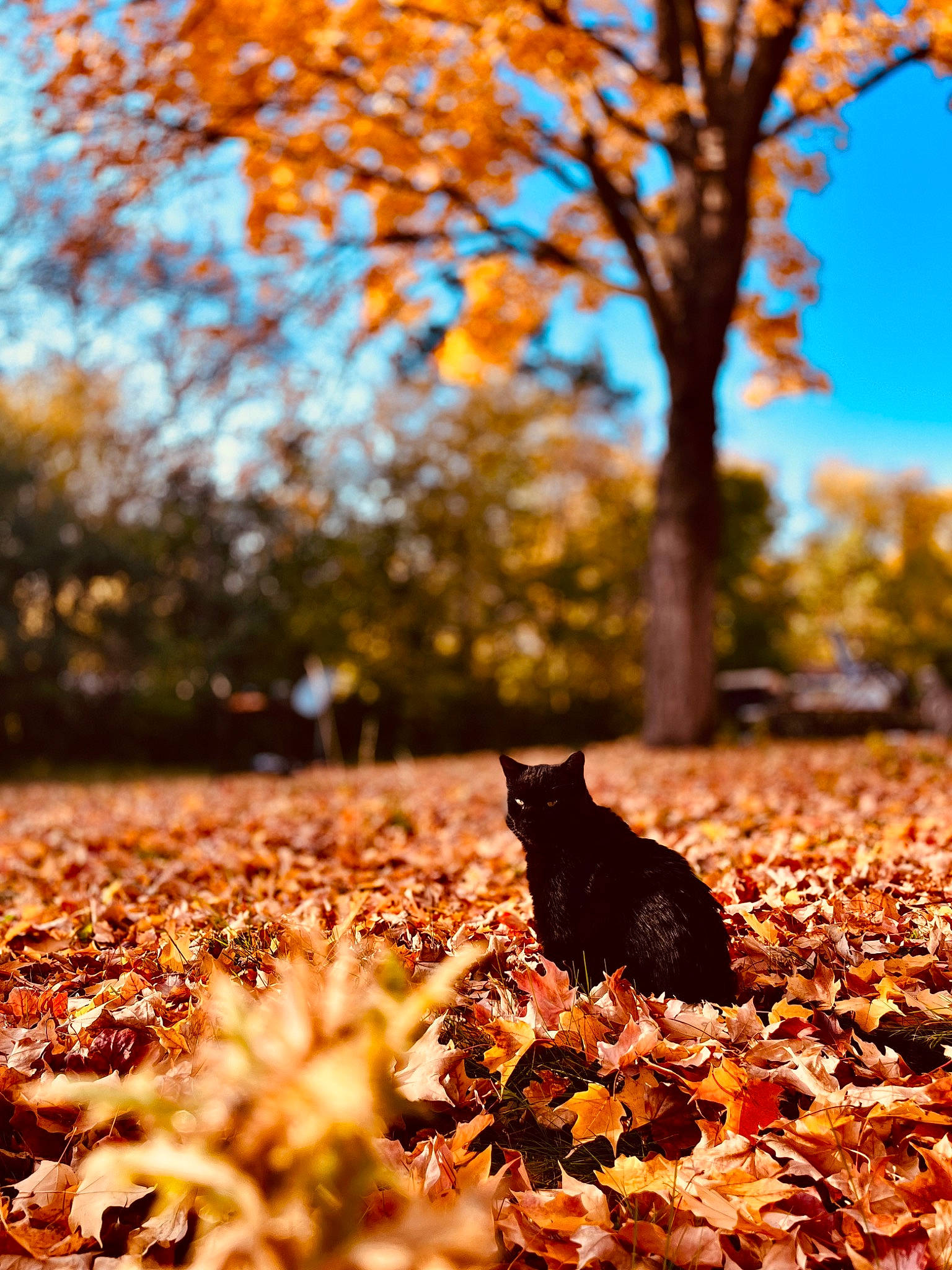 Phil joined the competition — help win amazing prizes! biome, botany, branch, brown, carnivore, cat, deciduous, felidae, grass, landscape, leaf, natural_landscape, people_in_nature, sky, sunlight, tree, trunk, twig, wood, woody_plant