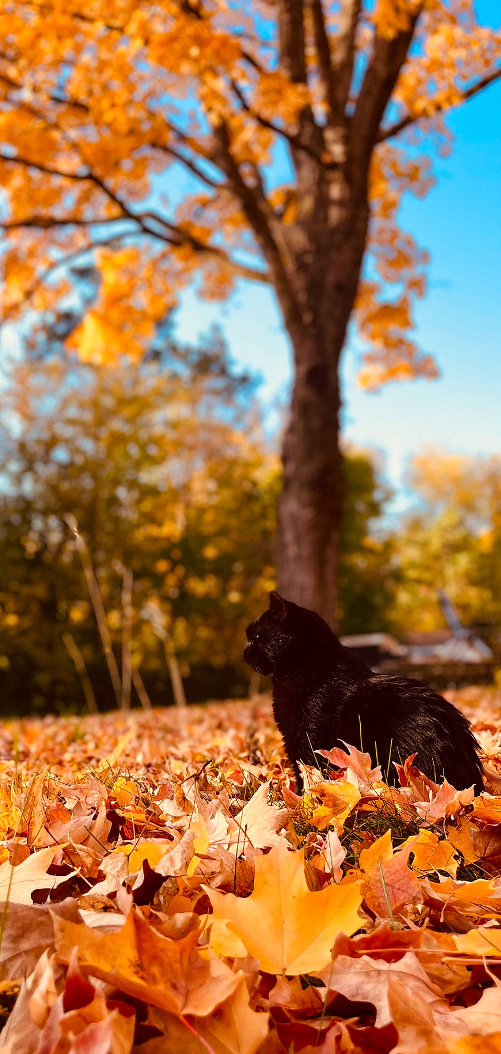 Phil joined the competition — help win amazing prizes! beauty, biome, branch, brown, deciduous, fawn, grass, landscape, leaf, natural_landscape, people_in_nature, plant, sky, sunlight, tints_and_shades, tree, trunk, twig, vegetation, wood