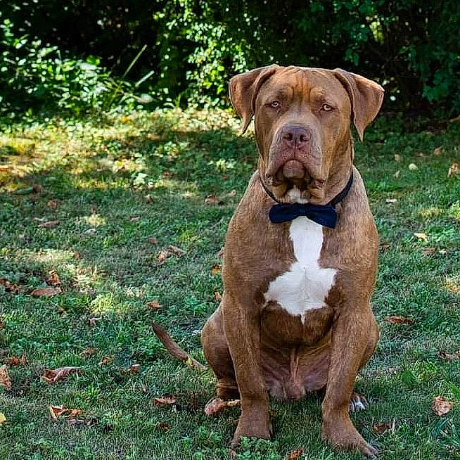 Kraken participe au concours pour gagner de l'argent avec cette photo : american_pit_bull_terrier, ancient_dog_breeds, bandog, bulldog, canidae, carnivore, companion_dog, dog, dog_breed, dogue_de_bordeaux, fawn, mammal, molosser, non_sporting_group, olde_english_bulldogge, pit_bull, rare_breed_dog, renascence_bulldogge, sporting_group, vertebrate