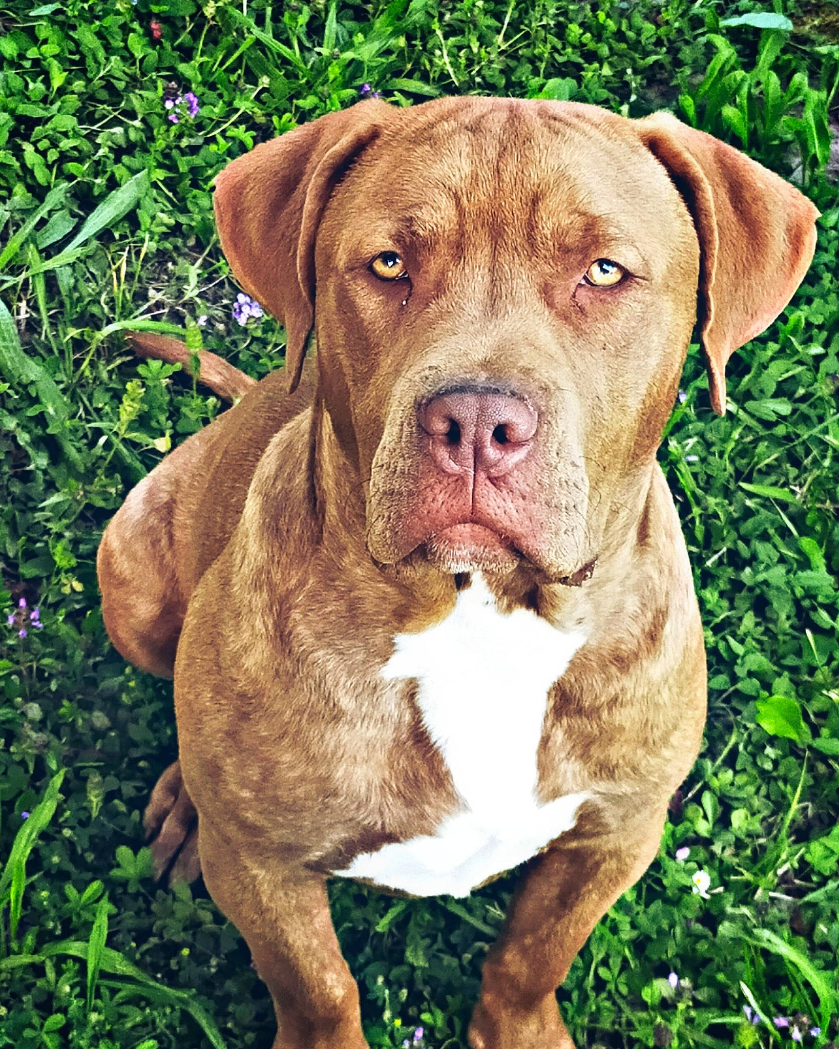 Kraken a rejoint le concours — aidez-le/la à gagner de superbes lots ! ancient_dog_breeds, bandog, canidae, carnivore, dog, dog_breed, dogue_de_bordeaux, fawn, grass, mammal, molosser, non_sporting_group, pit_bull, rare_breed_dog, sporting_group, tosa, vertebrate, working_dog