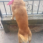 Sklar joined the competition — help win amazing prizes! dog, tan, bandana, pink, stone_ledge, iron_railing, cobblestone, street, sidewalk, pavement, chalk_drawings, outdoor, pet, animal, standing, rear_view, tail, legs, daylight, curious