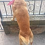 dog, tan, bandana, pink, stone_ledge, iron_railing, cobblestone, street, sidewalk, pavement, chalk_drawings, outdoor, pet, animal, standing, rear_view, tail, legs, daylight, curious