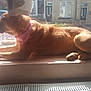 Sklar is registered to the contest to win money with this photo: dog, window, sunlight, bandana, pet, resting, indoor, cozy, brown_fur, side_view, domestic_animal, calm, relaxed, windowsill, daylight, looking_outside, fence, house, quiet, warm