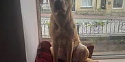 Sklar is registered to the contest to win money with this photo: dog, window, cushion, indoor, pet, animal, resting, house, street, building, curtain, daylight, brown_dog, sitting, quiet, front_yard, fence, pavement, blanket, relaxed