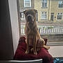 dog, window, cushion, indoor, pet, animal, resting, house, street, building, curtain, daylight, brown_dog, sitting, quiet, front_yard, fence, pavement, blanket, relaxed