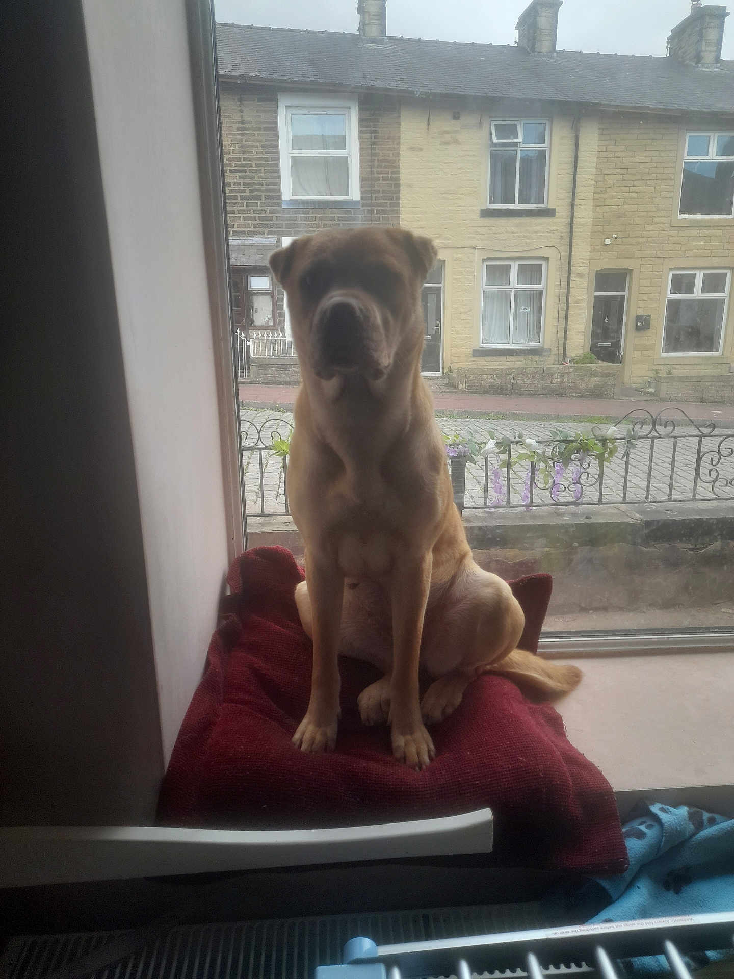 Sklar is registered to the contest to win money with this photo: dog, window, cushion, indoor, pet, animal, resting, house, street, building, curtain, daylight, brown_dog, sitting, quiet, front_yard, fence, pavement, blanket, relaxed