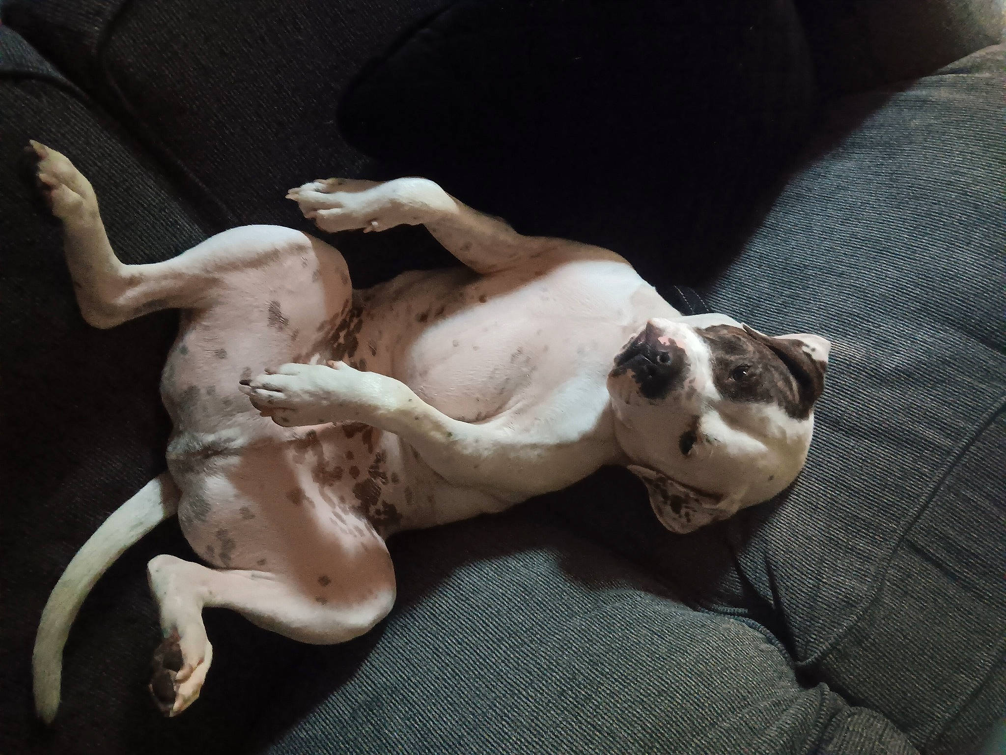 Sebastian joined the competition — help win amazing prizes! art, canidae, carnivore, comfort, companion_dog, dog, dog_breed, fawn, nap, non_sporting_group, paw, sculpture, snout, sporting_group, tail, terrestrial_animal, working_animal