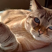Zoe is registered to the contest to win money with this photo: cat, feline, pet, animal, close_up, paw, blue_eyes, striped_fur, whiskers, relaxed, lying_down, bed, blanket, sunlight, indoor, soft_texture, cute, domestic_animal, fur, portrait