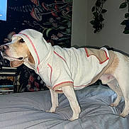 Rylo joined the competition — help win amazing prizes! animal, bed, brown, canine, cozy, cute, decor, dog, domestic_animal, floral_wallpaper, furniture, home, hoodie, indoor, looking_away, pet_clothing, plant, side_view, standing, white