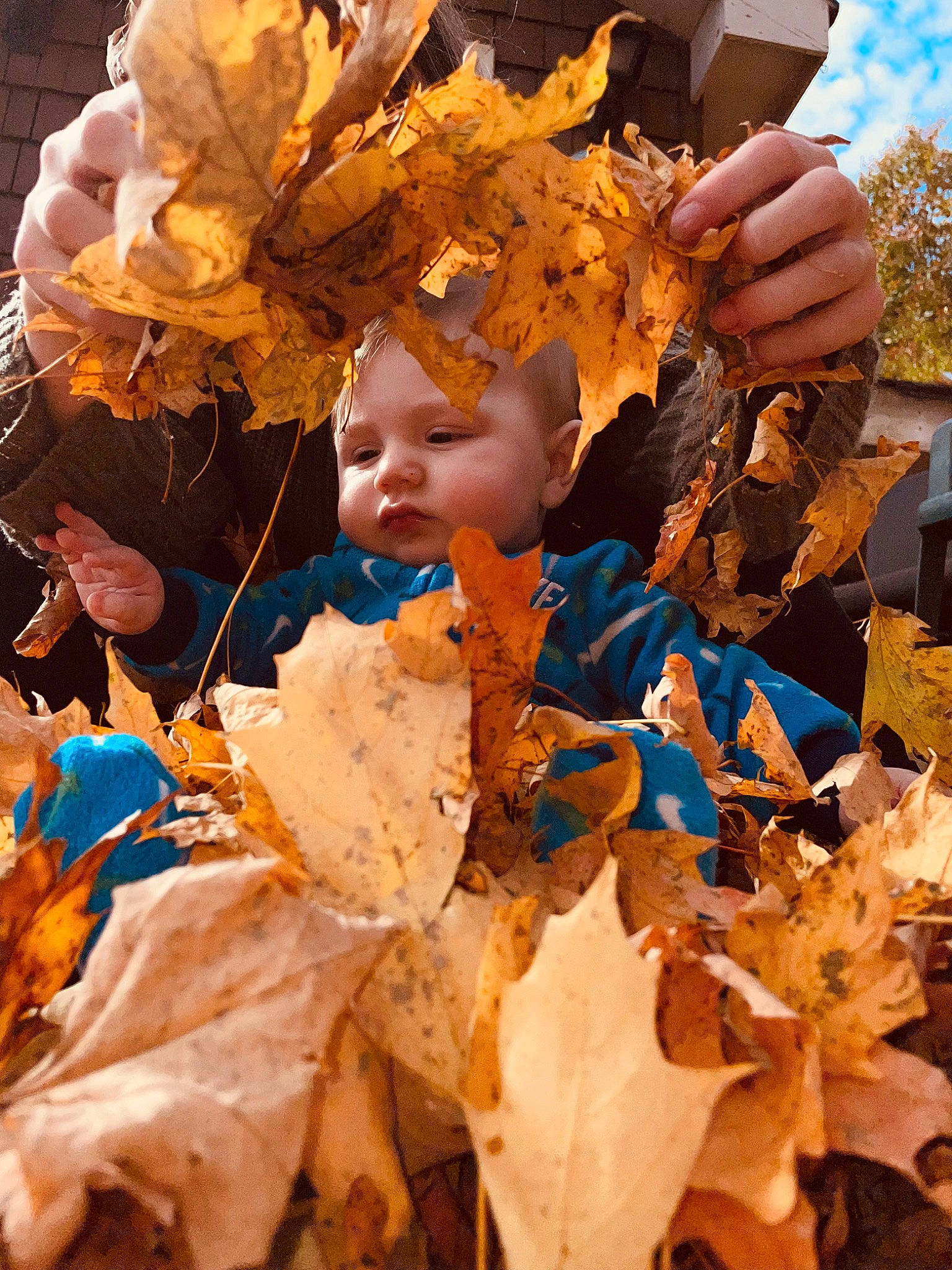 Amilio joined the competition — help win amazing prizes! branch, daytime, deciduous, event, leaf, maple_leaf, orange, organism, people, people_in_nature, person, plant, stock_photography, sunlight, tints_and_shades, tree, trunk, twig, wood, woody_plant
