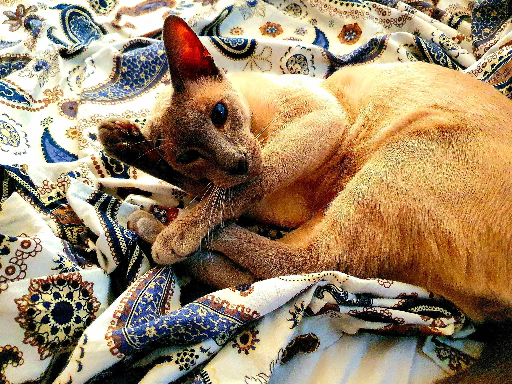 Koba participe au concours pour gagner de l'argent avec cette photo : asian, burmese, carnivore, cat, claw, colorpoint_shorthair, fawn, felidae, fur, kitten, mammal, nap, paw, sand, small_to_medium_sized_cats, snout, thai, tonkinese, whiskers