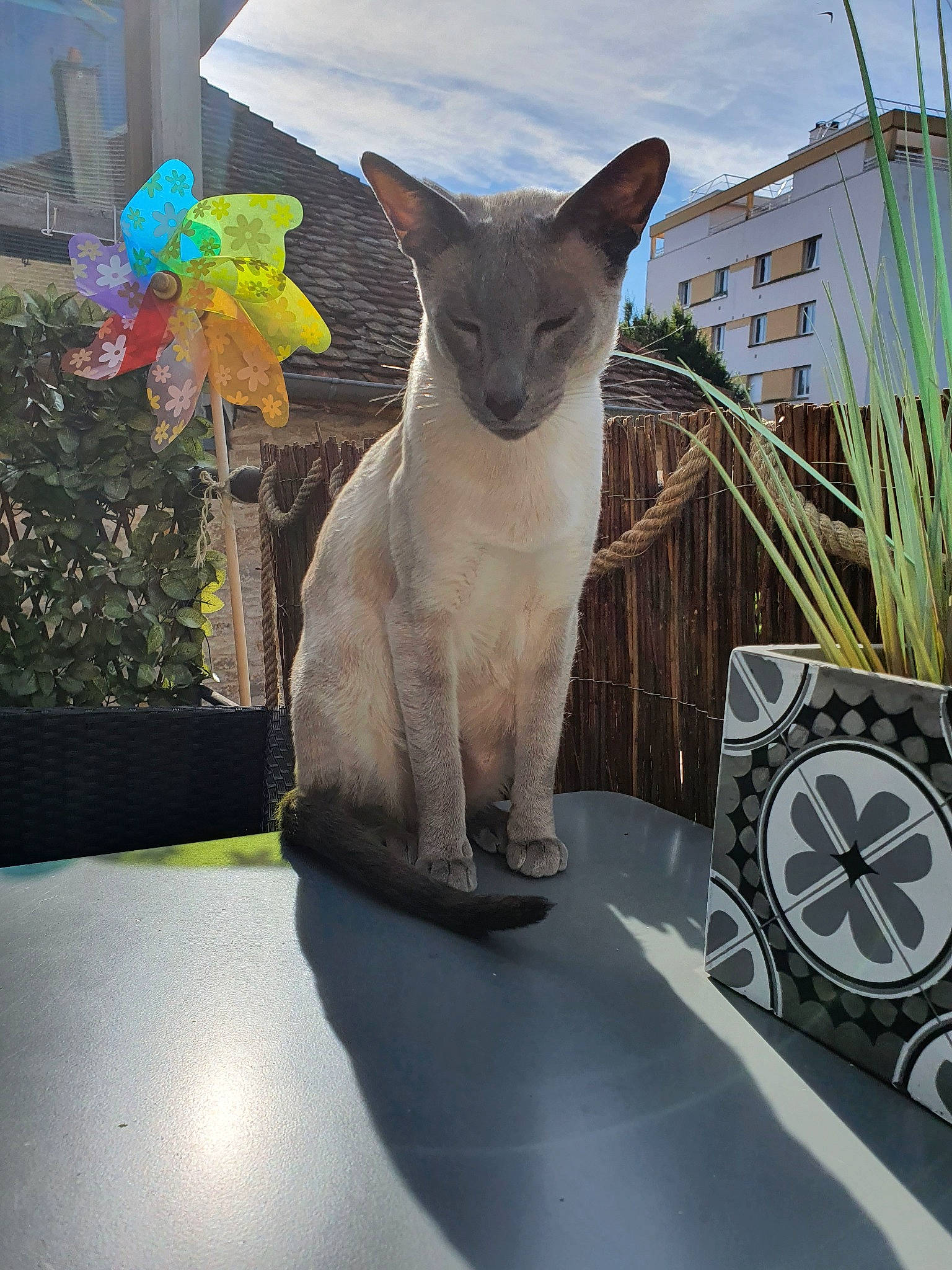 Koba participe au concours pour gagner de l'argent avec cette photo : asian, burmese, carnivore, cat, cornish_rex, devon_rex, fawn, felidae, oriental_shorthair, peterbald, russian_blue, siamese, small_to_medium_sized_cats, whiskers