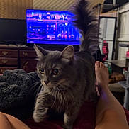 Bell is registered to the contest to win money with this photo: cat, gray_cat, fluffy_cat, pet, indoor, blanket, legs, television, living_room, furniture, foot, cozy, home, curious, tail, soft_lighting, relaxation, animal, domestic_cat, feline