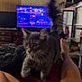 cat, gray_cat, fluffy_cat, pet, indoor, blanket, legs, television, living_room, furniture, foot, cozy, home, curious, tail, soft_lighting, relaxation, animal, domestic_cat, feline