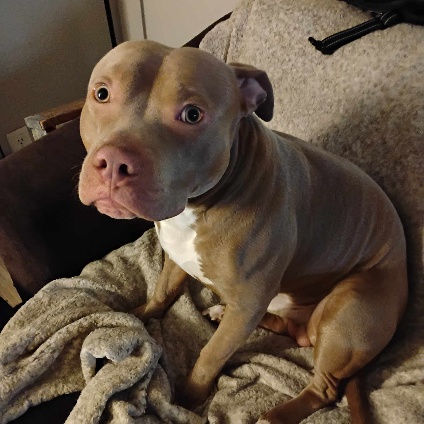 Mattise Tingelhoff is registered to the contest to win money with this photo: alert, blanket, brown_coat, canine, companion, couch, cozy, curious, dog, domestic_animal, ears, furniture, indoor, looking_up, paw, pet, pitbull, seated, tail, white_chest