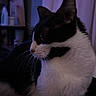 Fenix participe au concours pour gagner de l'argent avec cette photo : cat, black_and_white, pet, feline, whiskers, indoor, curtains, soft_lighting, profile_view, domestic_animal, fur, relaxed, home, cozy, animal_portrait, side_view, table, quiet, resting, closeup