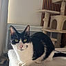 cat, black_and_white, indoor, pet, feline, cat_tree, curtains, window, furniture, cozy, resting, looking, whiskers, ears, floor, home, domestic, cute, animal, mammal