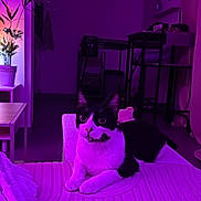 Fenix participe au concours pour gagner de l'argent avec cette photo : cat, black_and_white, bed, blanket, indoor, plant, furniture, clock, curious, wide_eyes, cozy, room, purple_light, pet, domestic_animal, resting, table, chair, decor, relaxed