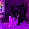 cat, black_and_white, bed, blanket, indoor, plant, furniture, clock, curious, wide_eyes, cozy, room, purple_light, pet, domestic_animal, resting, table, chair, decor, relaxed