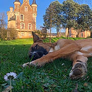 Kayra participe au concours pour gagner de l'argent avec cette photo : animal, architecture, blue_sky, building, canine, castle, daylight, dog, grass, greenery, landscape, mammal, nature, outdoor, park, pet, relaxing, resting, sunlight, tree