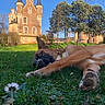 animal, architecture, blue_sky, building, canine, castle, daylight, dog, grass, greenery, landscape, mammal, nature, outdoor, park, pet, relaxing, resting, sunlight, tree
