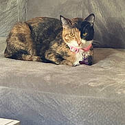 Shiloh joined the competition — help win amazing prizes! cat, calico, pet, indoor, collar, pink_collar, couch, furniture, resting, animal, domestic_cat, fur, whiskers, ears, face, relaxing, home, cozy, soft, sitting