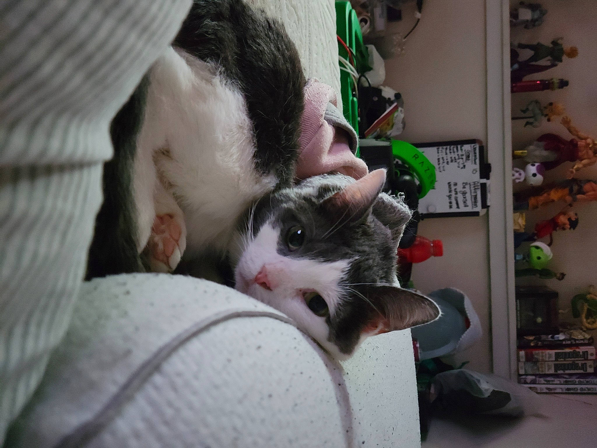 Piper joined the competition — help win amazing prizes! beard, carnivore, cat, claw, comfort, companion_dog, domestic_short_haired_cat, drinking, ear, felidae, fur, paw, sitting, small_to_medium_sized_cats, snout, tail, whiskers