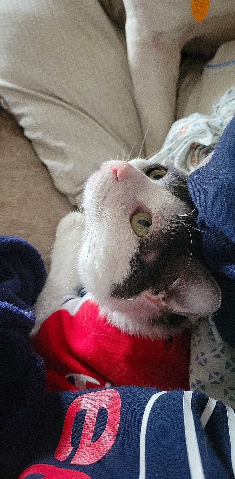 Piper is registered to the contest to win money with this photo: canidae, carmine, carnivore, cat, claw, comfort, domestic_short_haired_cat, fawn, felidae, fur, grey, linens, mammal, paw, plant, small_to_medium_sized_cats, snout, stuffed_toy, tail, whiskers