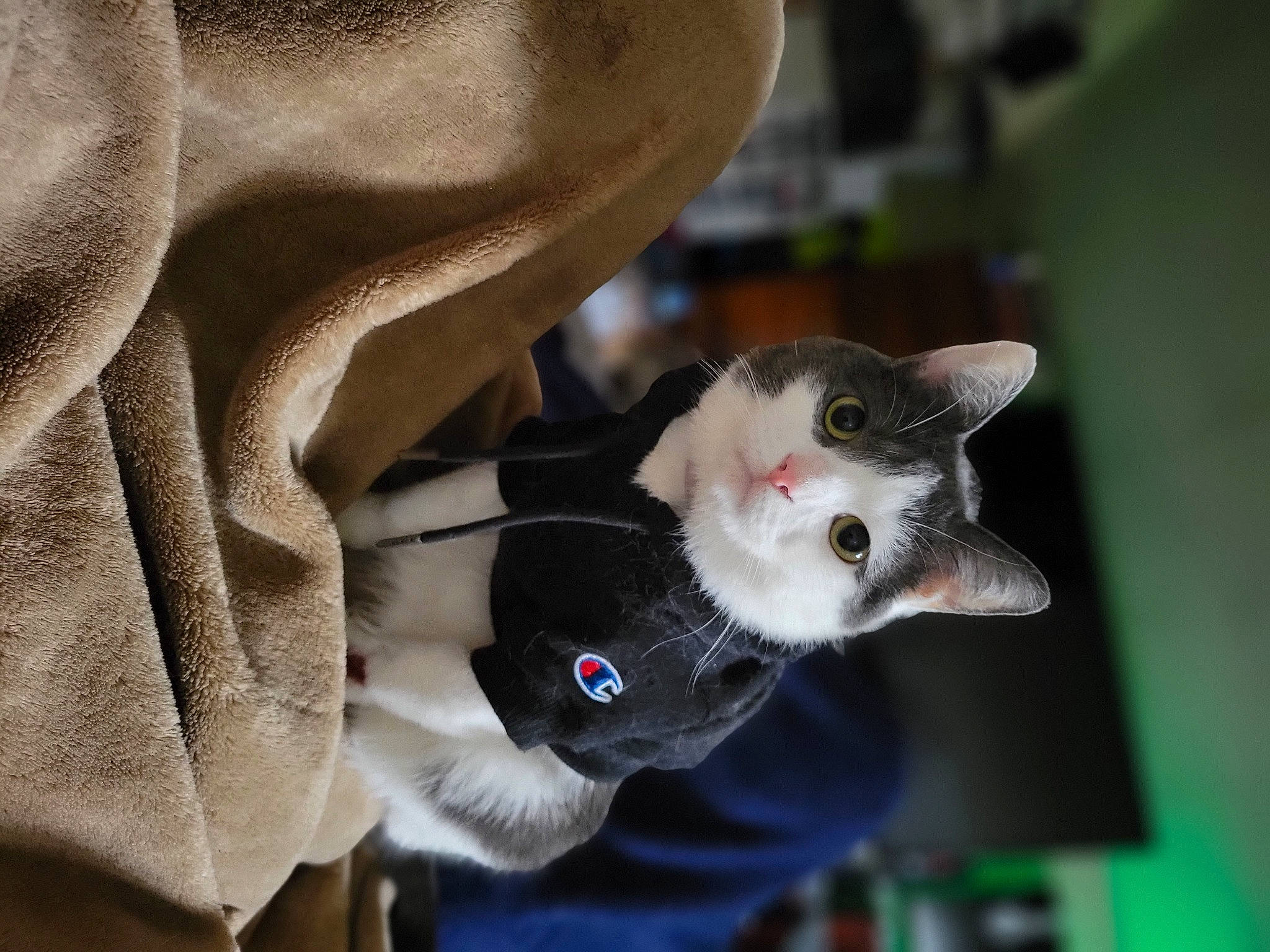 Piper is registered to the contest to win money with this photo: carnivore, cat, collar, comfort, domestic_short_haired_cat, door, fawn, felidae, formal_wear, fur, glasses, paw, russian_blue, small_to_medium_sized_cats, snout, tail, whiskers