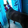 Lucky a rejoint le concours — aidez-le/la à gagner de superbes lots ! american_pit_bull_terrier, canidae, carnivore, dog, dog_breed, fawn, great_dane, guard_dog, non_sporting_group, sporting_group, weimaraner