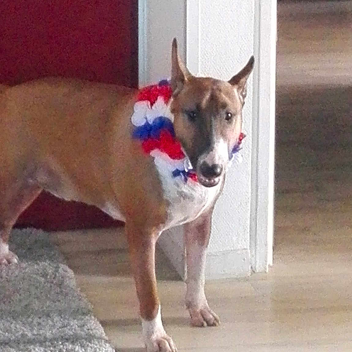 Lucky a rejoint le concours — aidez-le/la à gagner de superbes lots ! aspin, canidae, carnivore, carolina_dog, dog, dog_breed, fawn, feist, ibizan_hound, mammal, non_sporting_group, sporting_group, street_dog, tail, vertebrate
