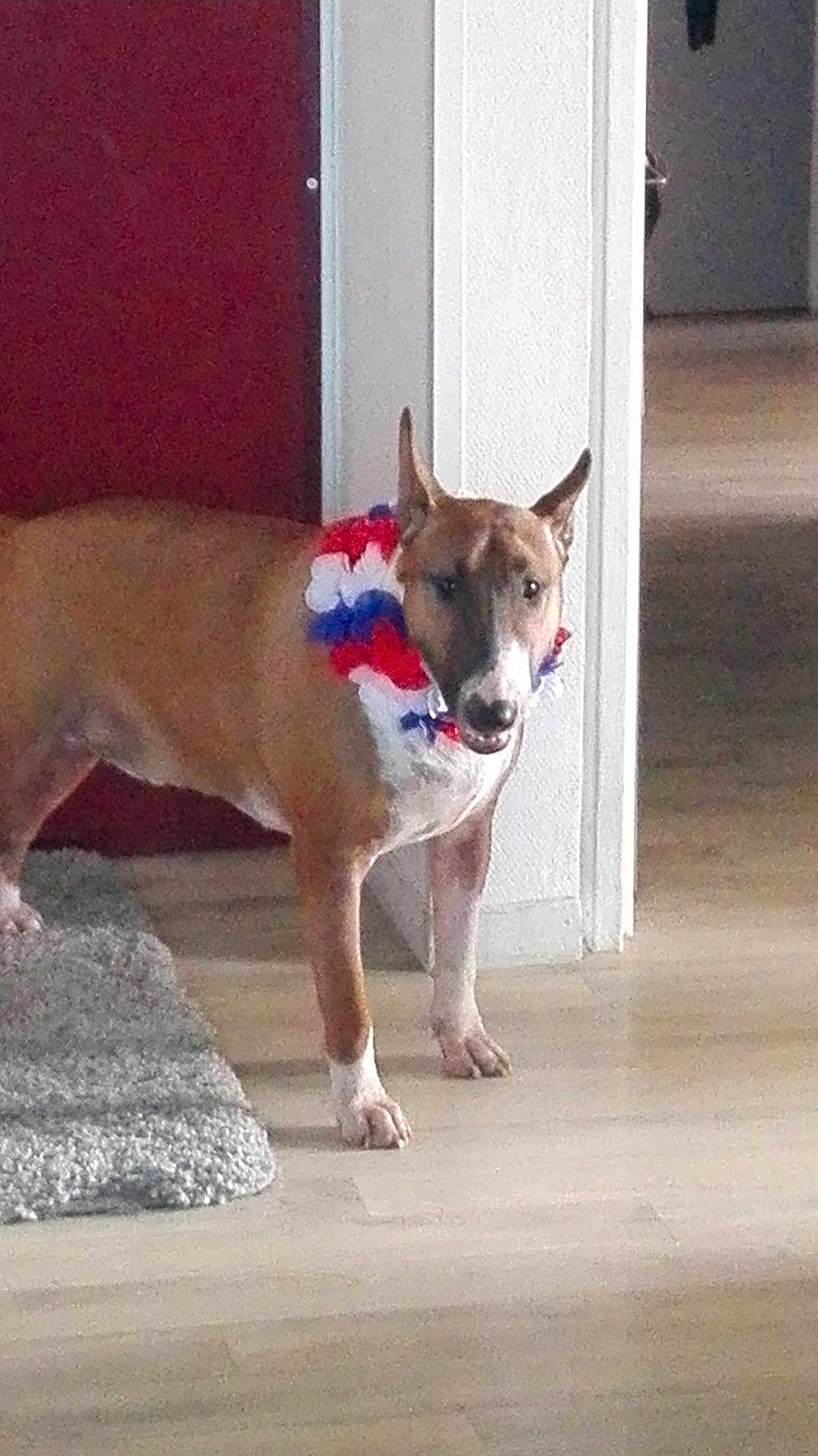 Lucky a rejoint le concours — aidez-le/la à gagner de superbes lots ! aspin, canidae, carnivore, carolina_dog, dog, dog_breed, fawn, feist, ibizan_hound, mammal, non_sporting_group, sporting_group, street_dog, tail, vertebrate
