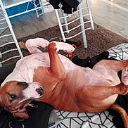 Lucky a rejoint le concours — aidez-le/la à gagner de superbes lots ! american_pit_bull_terrier, canidae, carnivore, companion_dog, dog, dog_breed, fawn, non_sporting_group, pit_bull, sporting_group
