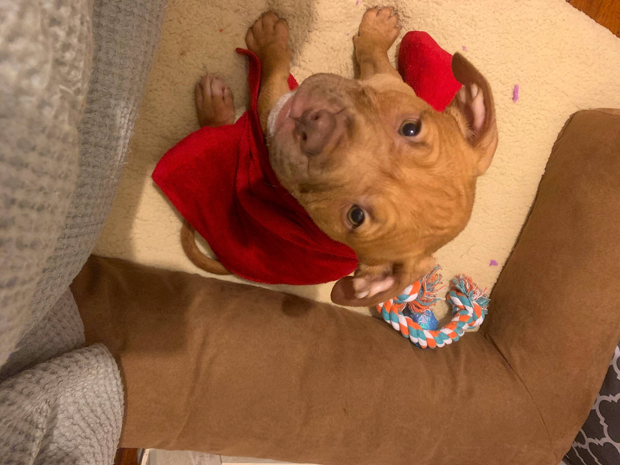 Diesel is registered to the contest to win money with this photo: canidae, ear, fawn