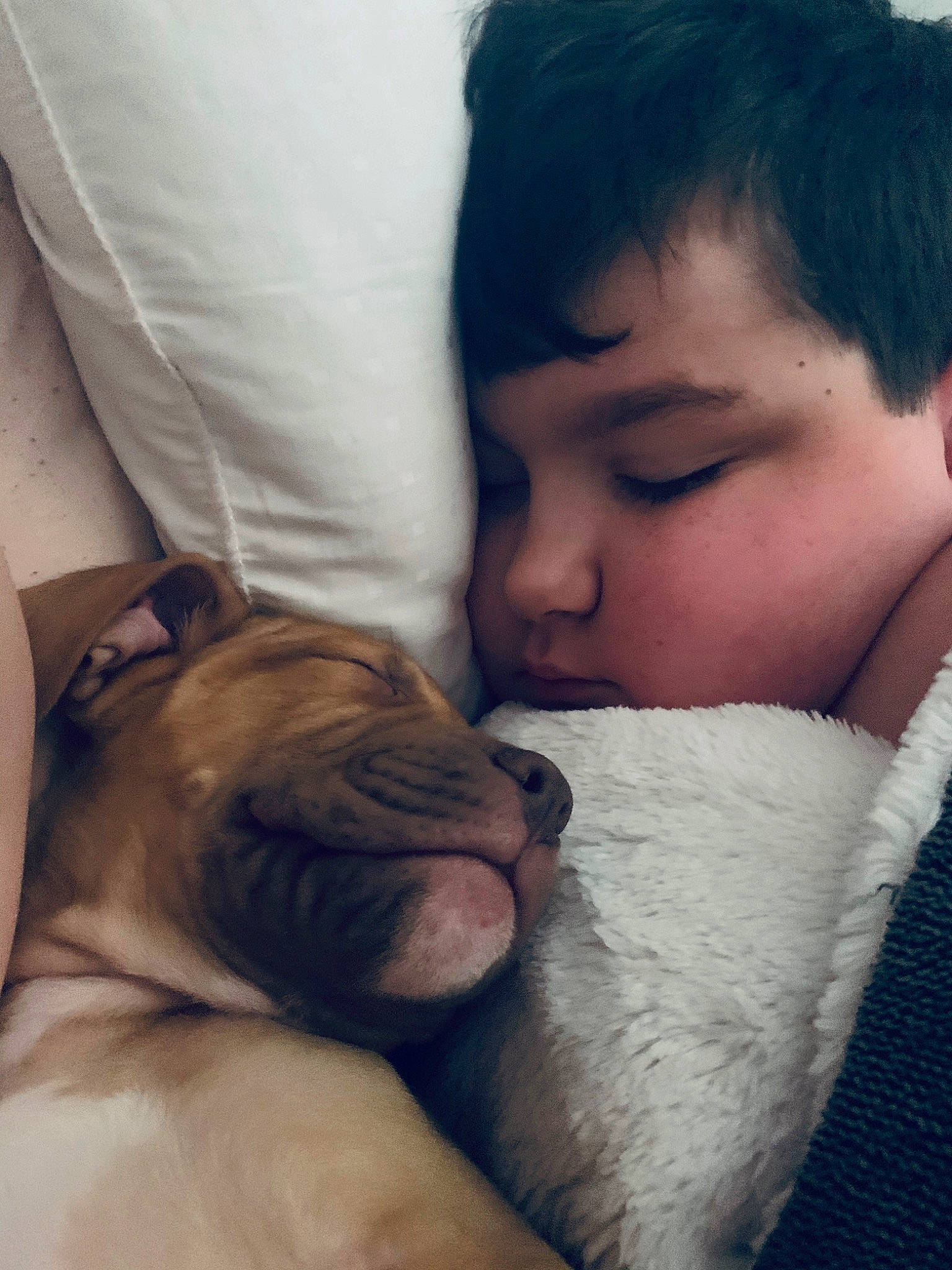 Diesel joined the competition — help win amazing prizes! canidae, carnivore, companion_dog, dog_breed, ear, fawn, hug, interaction, love, nap, nose, puppy_love, sleep, snout