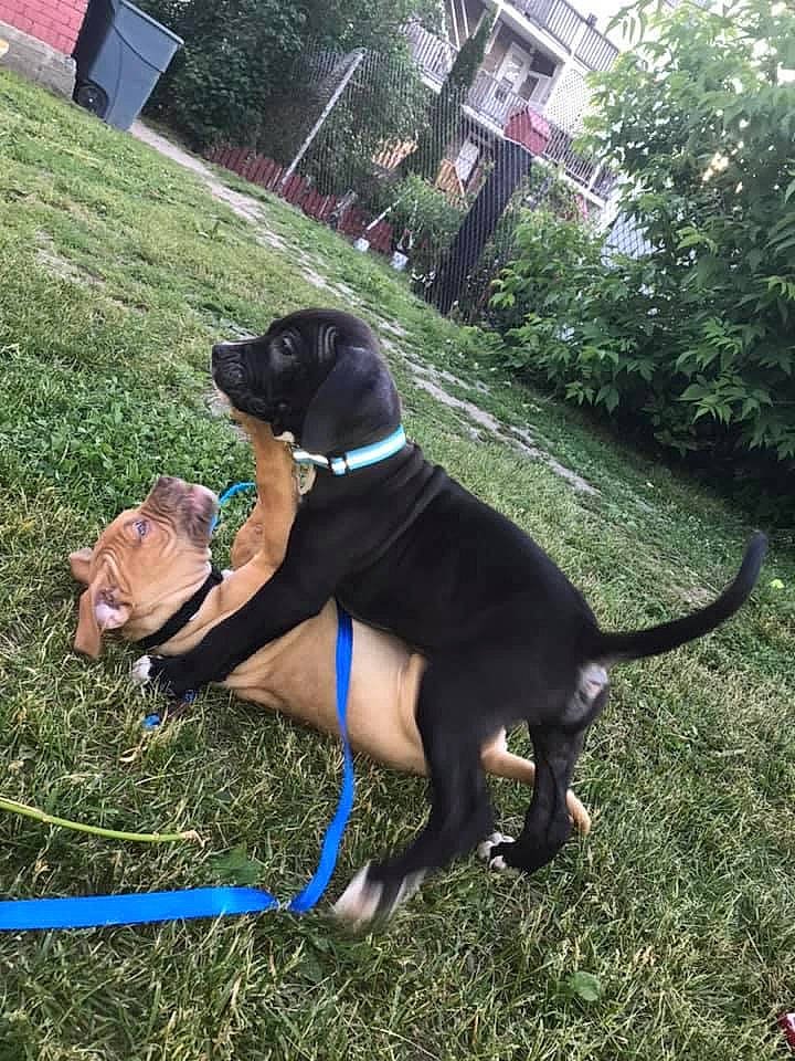 Diesel joined the competition — help win amazing prizes! canidae, carnivore, dog, dog_breed, dog_walking, grass, hunting_dog, leash, mammal, pointer, sporting_group, vertebrate, working_dog