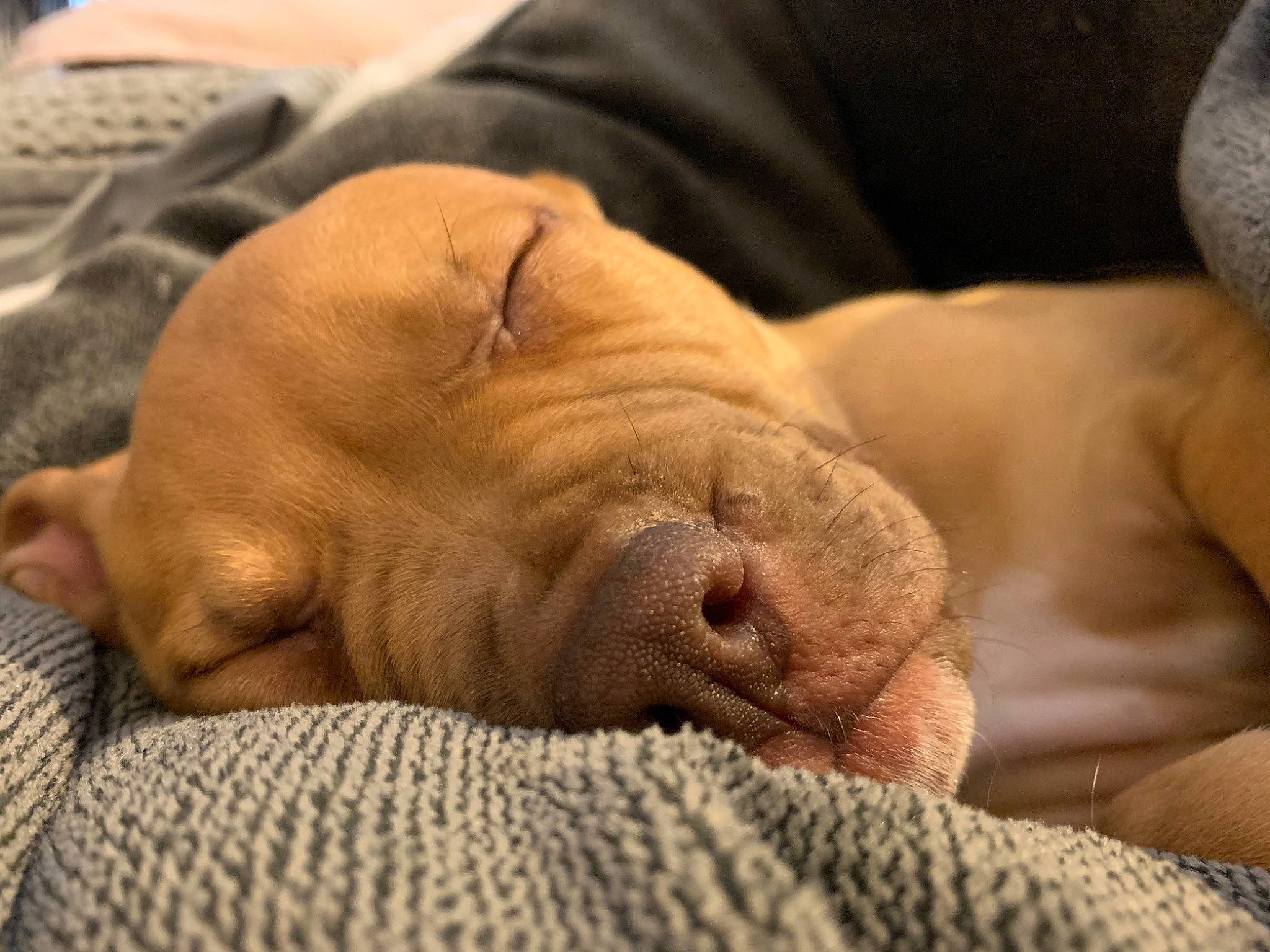 Diesel joined the competition — help win amazing prizes! canidae, carnivore, companion_dog, dog, dog_breed, fawn, mammal, nap, nose, pointing_breed, puppy, puppy_love, skin, sleep, snout, sporting_group, vertebrate, vizsla, weimaraner, wrinkle