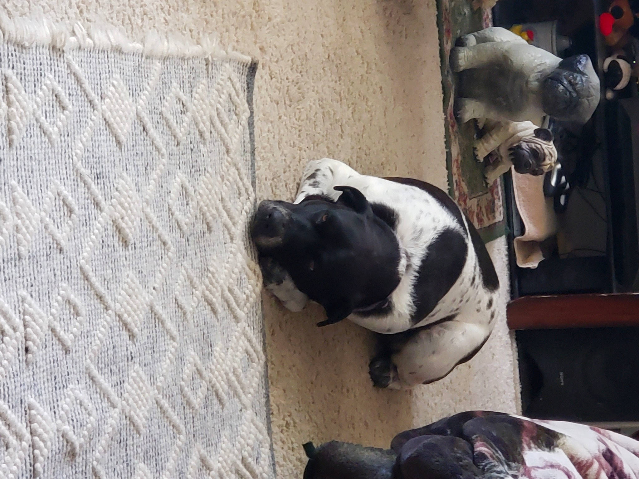 Kya joined the competition — help win amazing prizes! animal_shelter, boston_terrier, building, carnivore, collar, companion_dog, concrete, dog, dog_breed, dog_collar, fawn, fur, grey, leash, pet_supply, snout, street, whiskers, window, working_animal