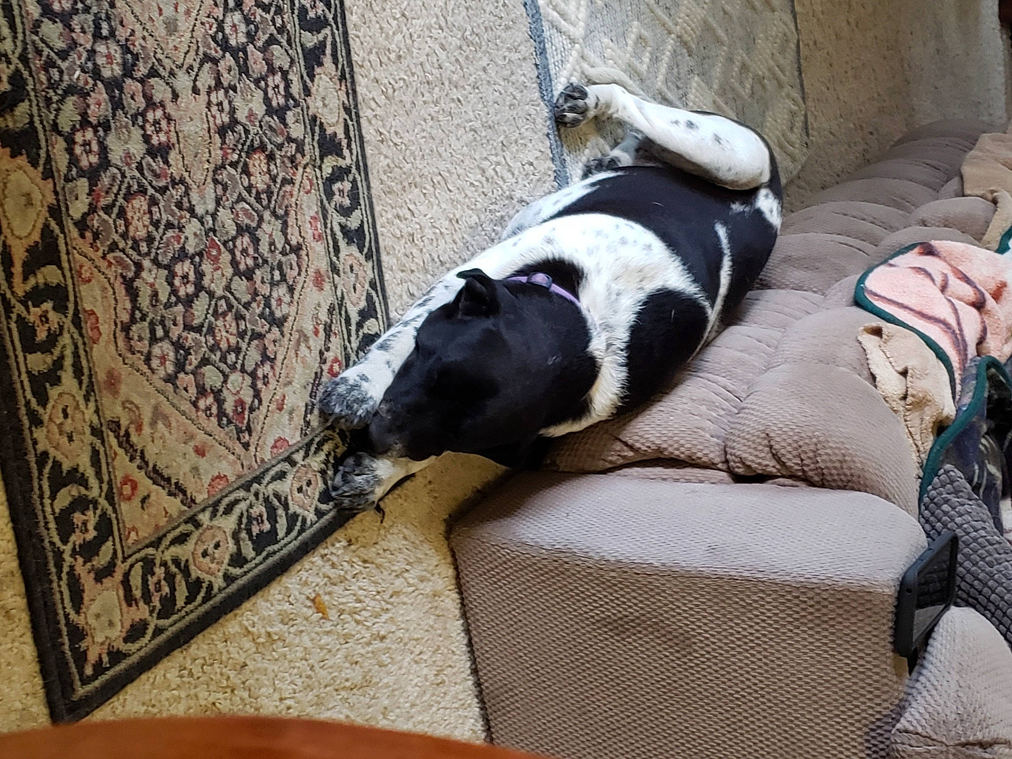 Kya is registered to the contest to win money with this photo: canidae, carnivore, comfort, companion_dog, couch, dog, dog_breed, dog_supply, flooring, fur, hardwood, linens, non_sporting_group, pet_supply, rug, sporting_group, tail, terrestrial_animal, wood, working_animal