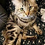 Simba participe au concours pour gagner de l'argent avec cette photo : cat, tabby, feline, pet, animal, fur, whiskers, eyes, relaxed, indoor, patterned_fabric, closeup, mammal, cute, domestic_animal, sitting, looking, striped, young_cat, soft