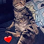 Simba a rejoint le concours — aidez-le/la à gagner de superbes lots ! cat, tabby, lounging, couch, quilt, relaxed, pet, feline, indoor, striped, fur, whiskers, paws, seated, cozy, animal, companion, cute, heart_emoji, resting