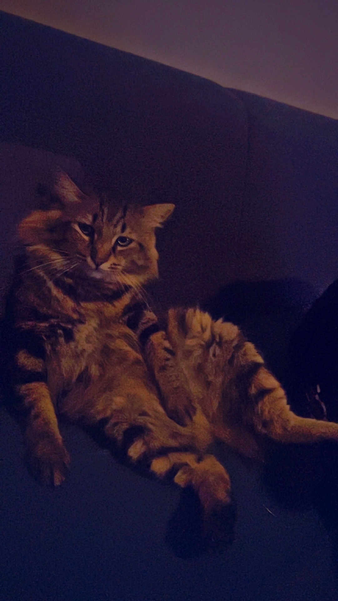 Simba